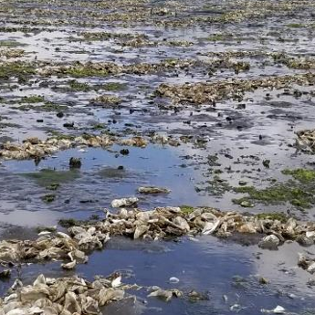 Olympia Oyster Restoration & Survey