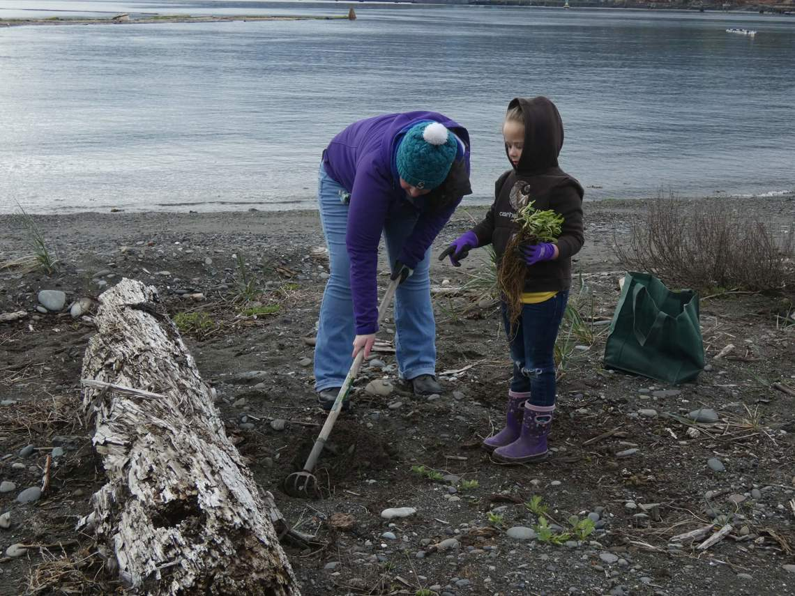 A young girl holds a plant on a beach while an adult digs a hole for planting next to her
