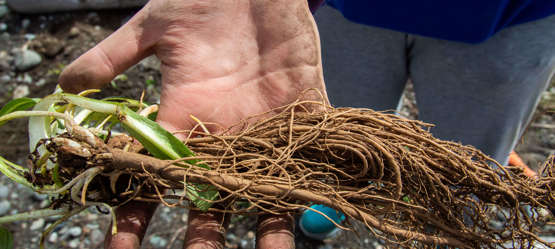 A dirty hand holds a grass like plant with long fibrous roots