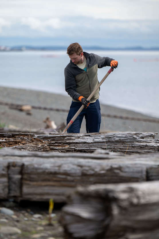A male volunteer on a beach behind beach logs looks down while he digs a hole