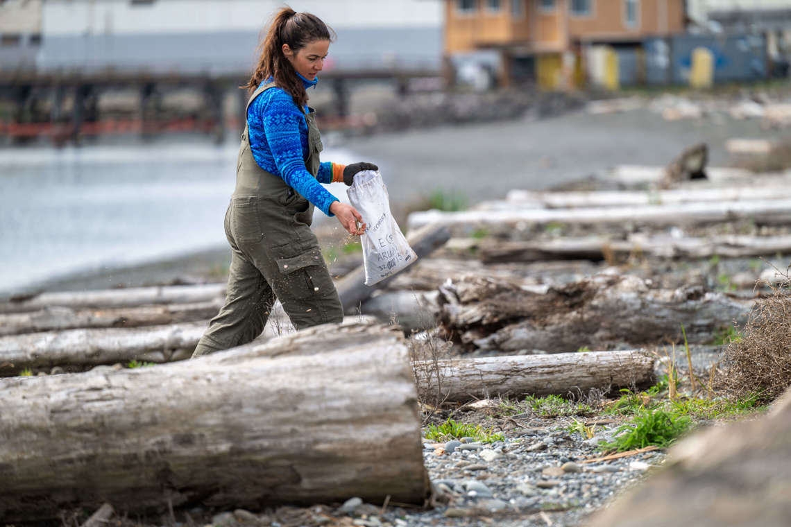 A woman in overalls sows seed from a large white bag among large beach logs